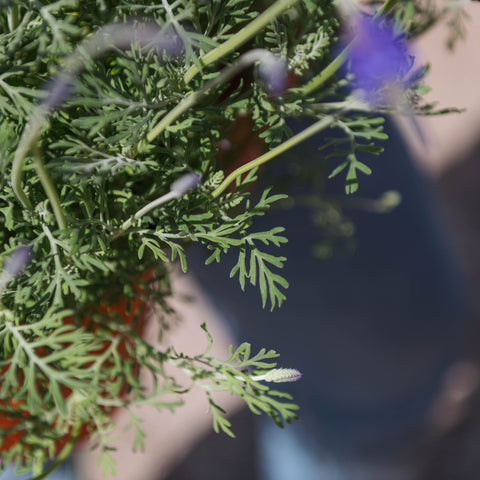 Simegarden Lavanda pinnata