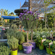 Simegarden Lavanda stoechas 19 cm - alberello