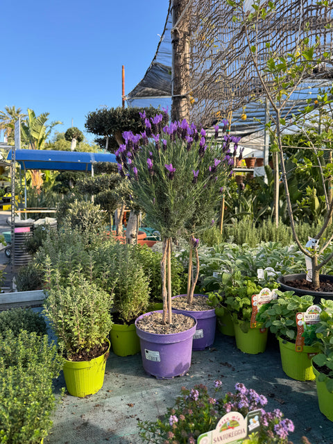 Simegarden Lavanda stoechas 19 cm - alberello