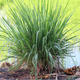 Simegarden Lemon grass 14 cm