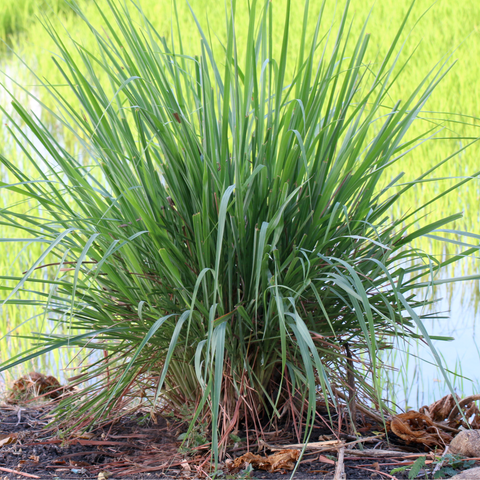 Simegarden Lemon grass 14 cm