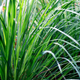 Simegarden Lemon grass 14 cm