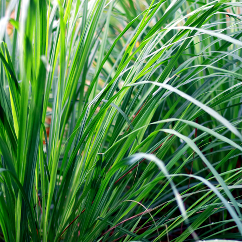 Simegarden Lemon grass 14 cm