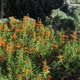 Simegarden Leonotis leonurus 15 cm