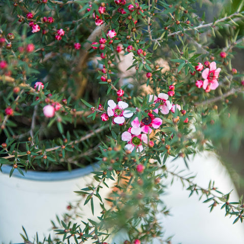 Simegarden Leptospermum scoparium