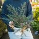 Simegarden Leptospermum scoparium 17 cm