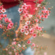 Simegarden Leptospermum scoparium 24 cm
