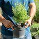 Simegarden Leucophyllum frutescens 18 cm