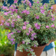 Simegarden Leucophyllum frutescens