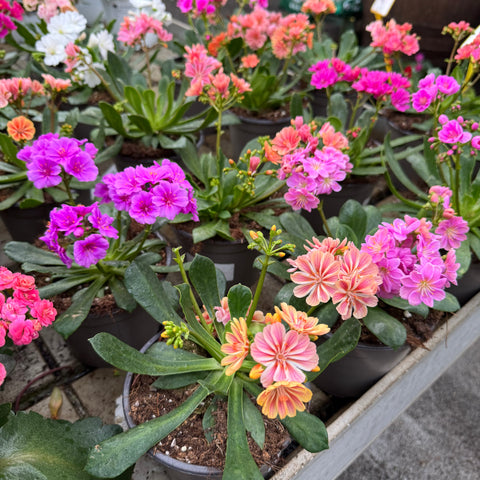 Simegarden Lewisia