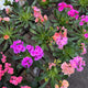 Simegarden Lewisia