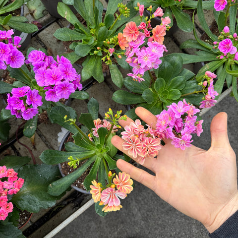 Simegarden Lewisia