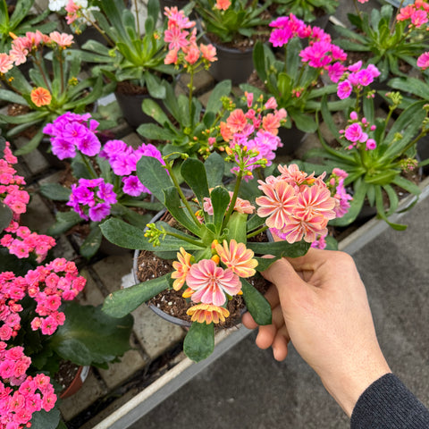 Simegarden Lewisia
