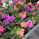 Simegarden Lewisia