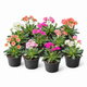 Simegarden Lewisia