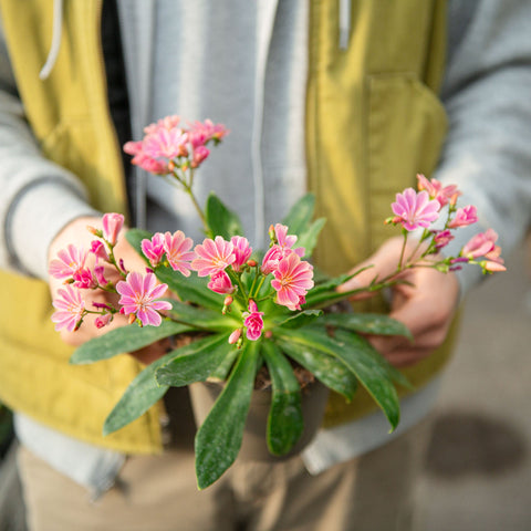 Simegarden Lewisia 14 cm / mix / 1 pianta