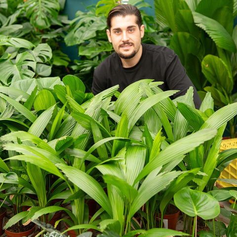Simegarden Licuala grandis