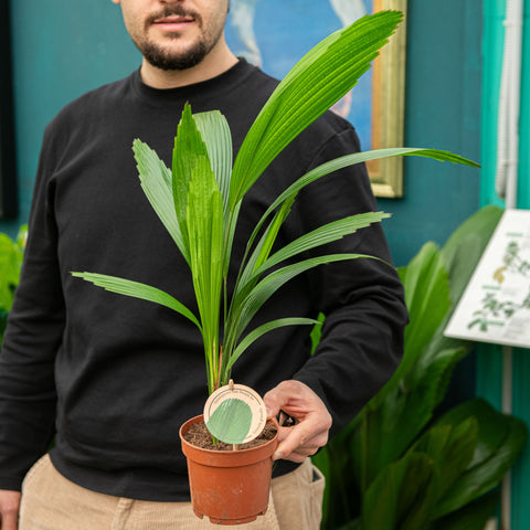 Simegarden Licuala grandis 12 cm