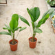 Simegarden Licuala grandis 19 cm - Pianta da curare
