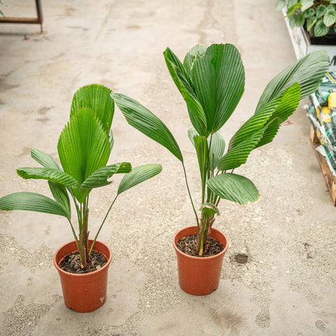 Simegarden Licuala grandis 19 cm - Pianta da curare