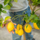 Simegarden Limone pianta