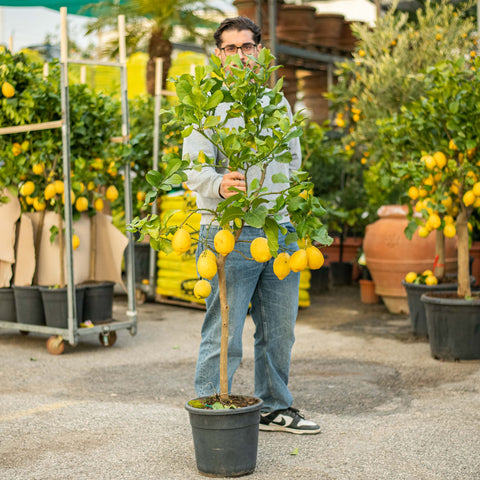Simegarden Limone pianta 28 cm