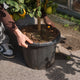 Simegarden Limone pianta 35 cm