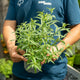 Simegarden Lippia citriodora 14 cm