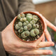 Simegarden Lithops