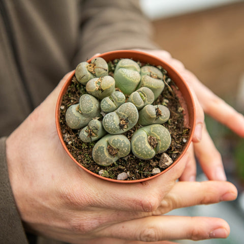 Simegarden Lithops