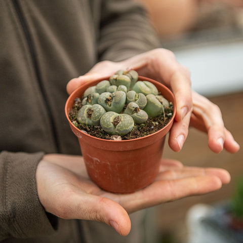 Simegarden Lithops