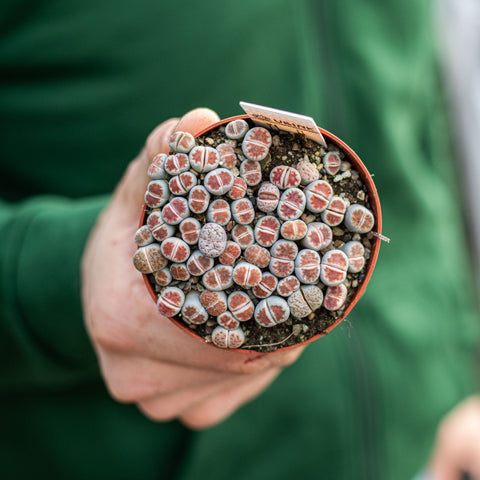 Simegarden Lithops
