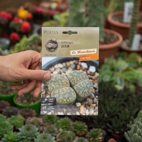 Simegarden Lithops semi