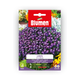 Simegarden Lobelia semi