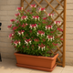 Simegarden Lonicera periclymenum serotina 15 cm