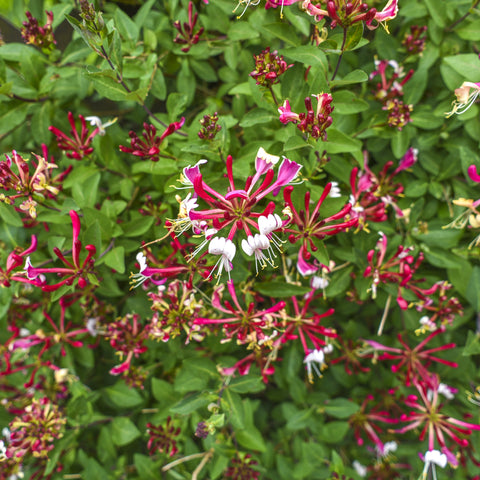 Simegarden Lonicera periclymenum serotina 15 cm