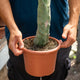 Simegarden Lophocereus schottii major