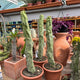 Simegarden Lophocereus schottii major 20 cm