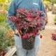 Simegarden Loropetalo chinense "black pearl"