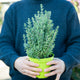 Simegarden Maggiorana 14 cm