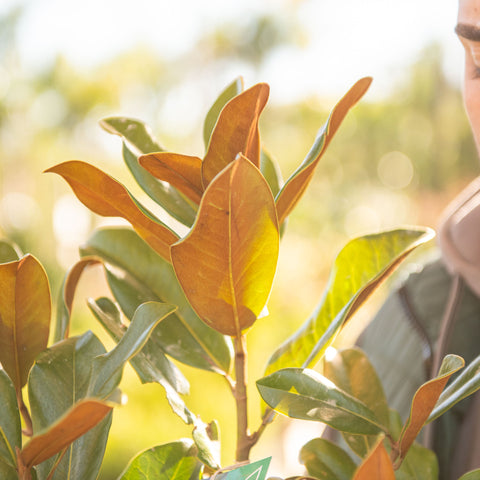 Simegarden Magnolia grandiflora