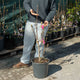 Simegarden Magnolia satisfaction 32 cm