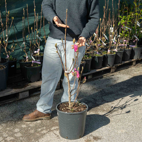 Simegarden Magnolia satisfaction 32 cm