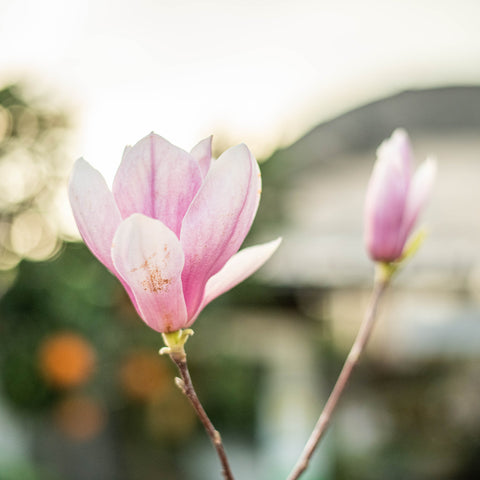 Simegarden Magnolia soulangeana