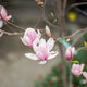 Simegarden Magnolia soulangeana