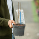 Simegarden Magnolia soulangeana 17 cm