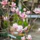 Simegarden Magnolia soulangeana 24 cm