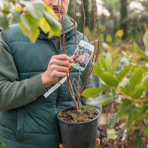 Simegarden Magnolia soulangeana