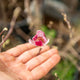 Simegarden Magnolia soulangeana liliiflora genie 24 cm