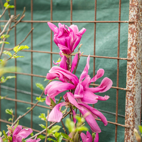 Simegarden Magnolia susan